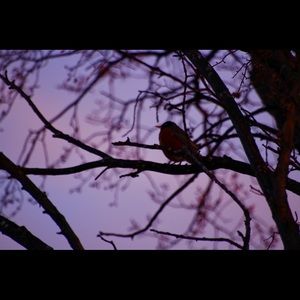 Meet your Posher, Alyson